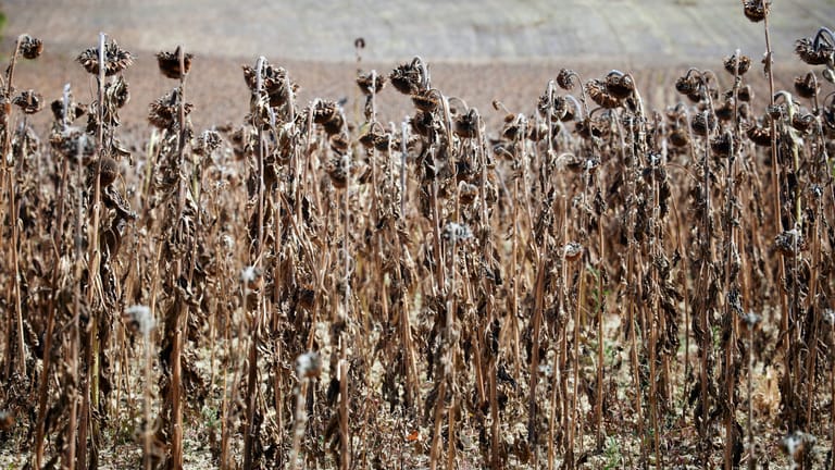 Ein Sonnenblumenfeld während der historischen Dürre im Sommer 2022 in Frankreich (Symbolbild): Das Land will im Kampf gegen Trockenheit künftig weniger Wasser aus dem Boden entnehmen.