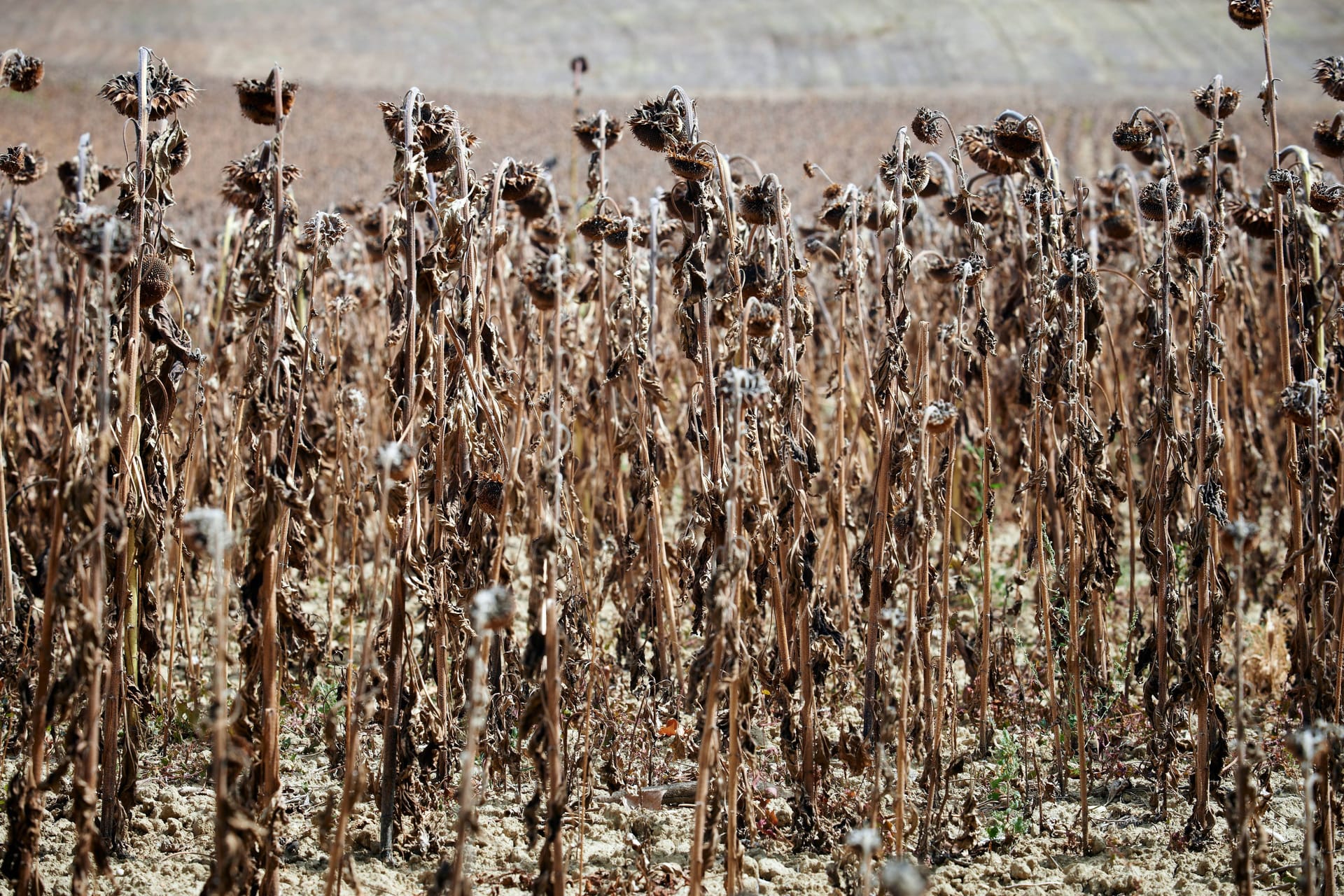 Ein Sonnenblumenfeld während der historischen Dürre im Sommer 2022 in Frankreich (Symbolbild): Das Land will im Kampf gegen Trockenheit künftig weniger Wasser aus dem Boden entnehmen.