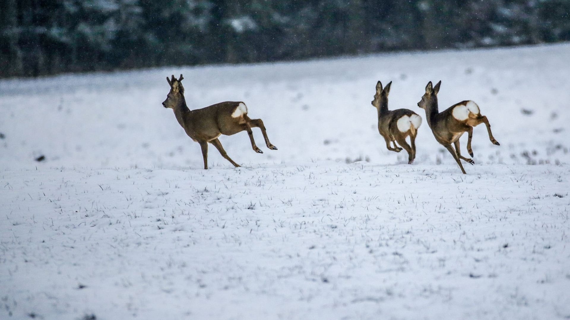 Schnee auf der Schwäbischen Alb