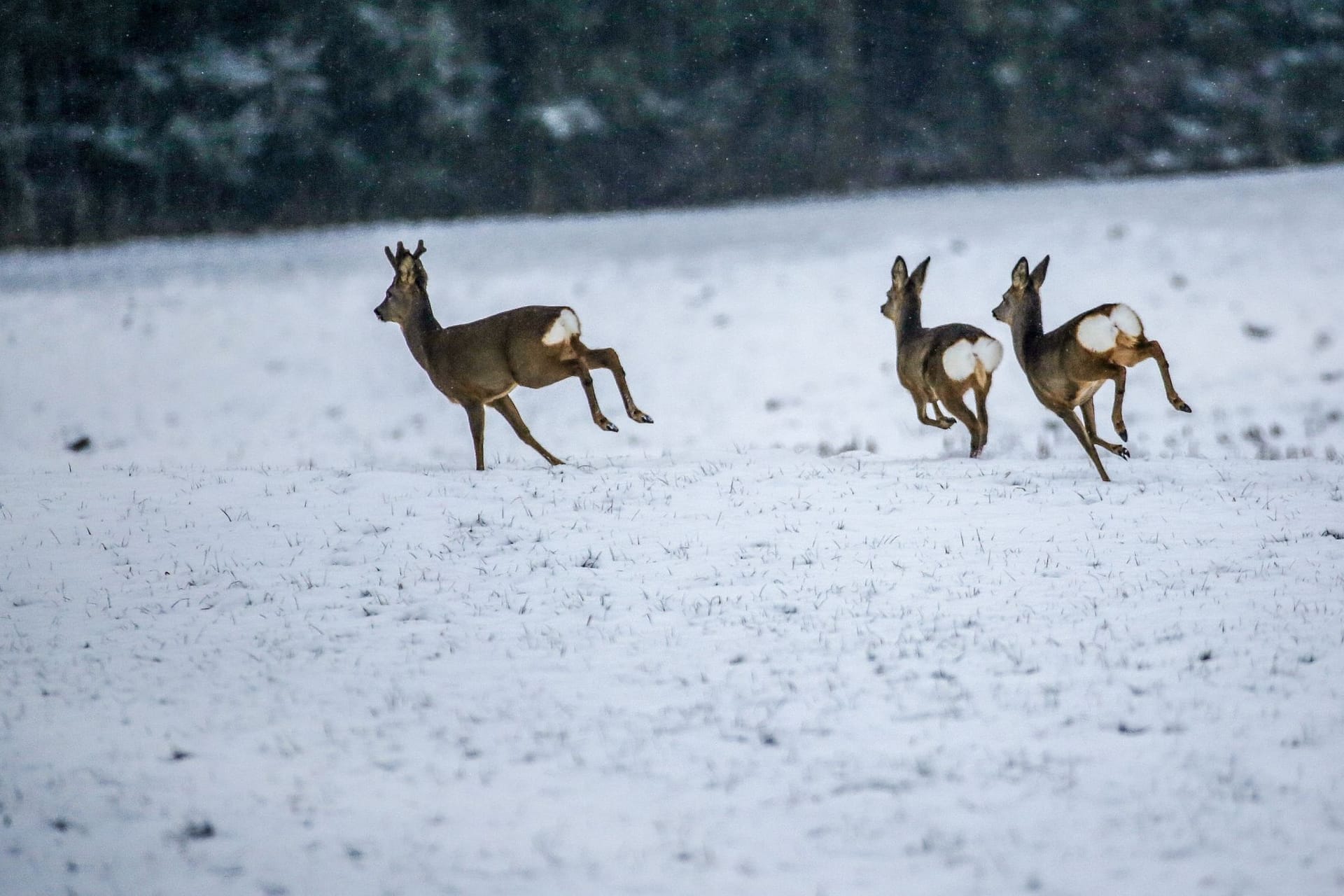 Schnee auf der Schwäbischen Alb