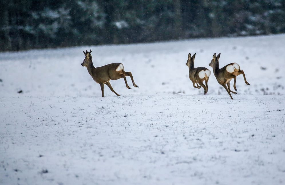 Schnee auf der Schwäbischen Alb