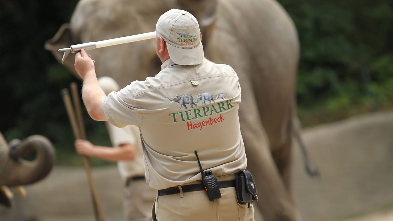 Ein Tierpfleger im Elefanten-Gehege hält einen Elefantenhaken in die Luft (Archivbild): "Das ist psychische Misshandlung", sagt Peta-Expertin Yvonne Würz.