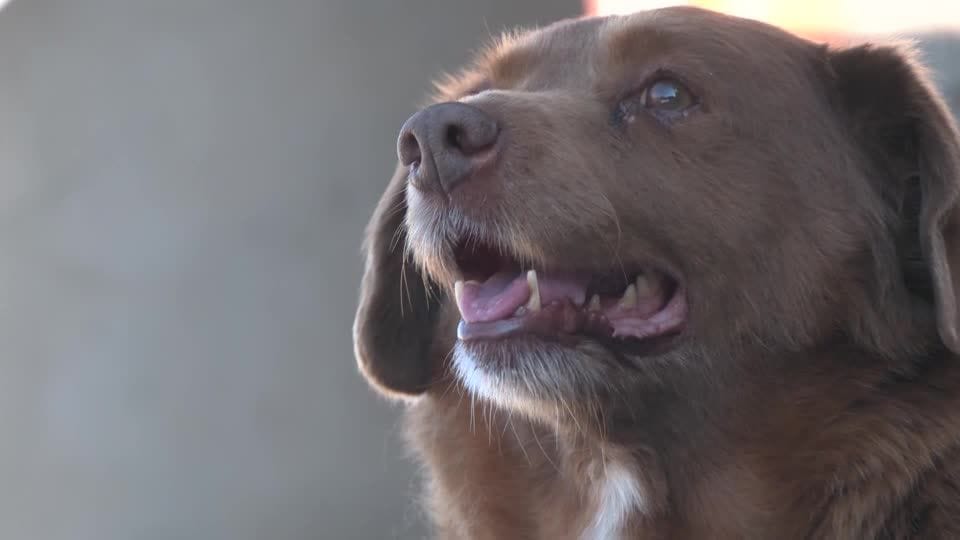 HUND-PORTUGAL/