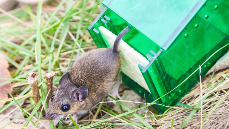 Hausmittel gegen Mäuse im Garten: Feldmäuse können Sie mit Lebendfallen vertreiben.