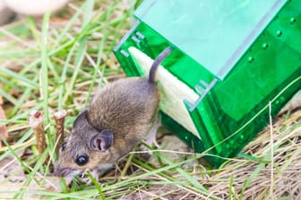 Hausmittel gegen Mäuse im Garten: Feldmäuse können Sie mit Lebendfallen vertreiben.
