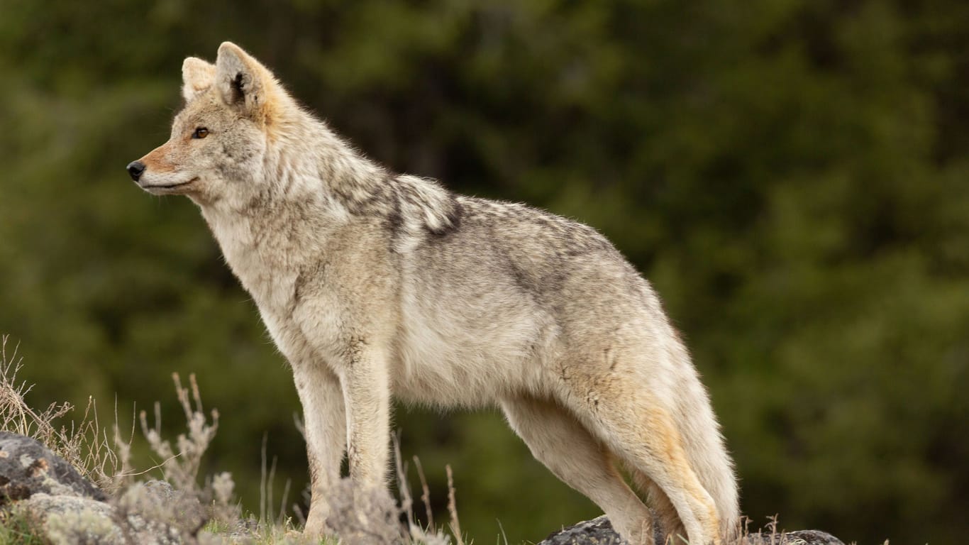 Ein neuer Bewohner Nordamerikas: Der Coywolf ist eine Mischung aus einem Wolf und einem Koyoten.