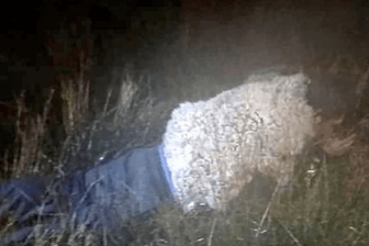 Auf Fotos der Gefängnisleitung ist Diaz zu erkennen, wie er als Schaf getarnt im Gras liegt, als die Wächter ihn finden.