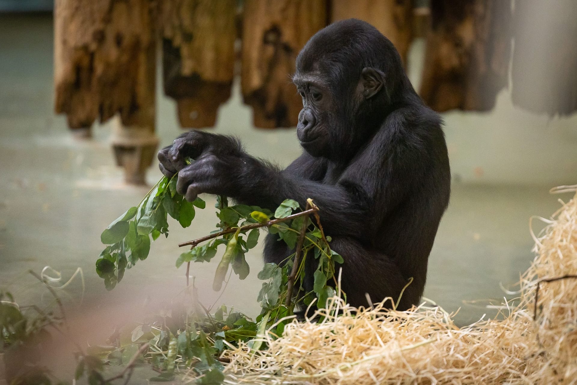 Gorillamädchen Tilla: Sie feiert heute zweiten Geburtstag.