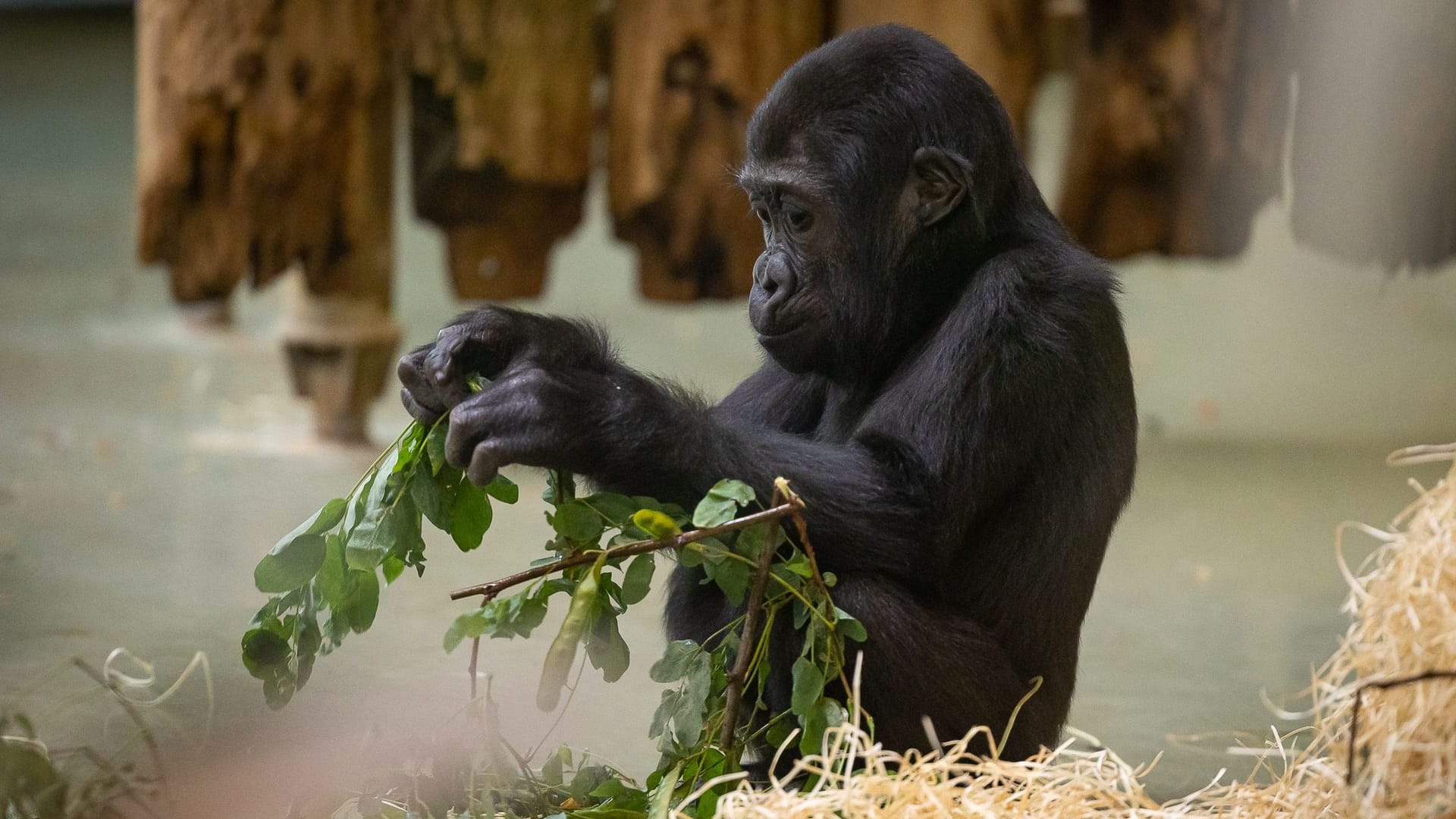 Gorillamädchen Tilla: Sie feiert heute zweiten Geburtstag.