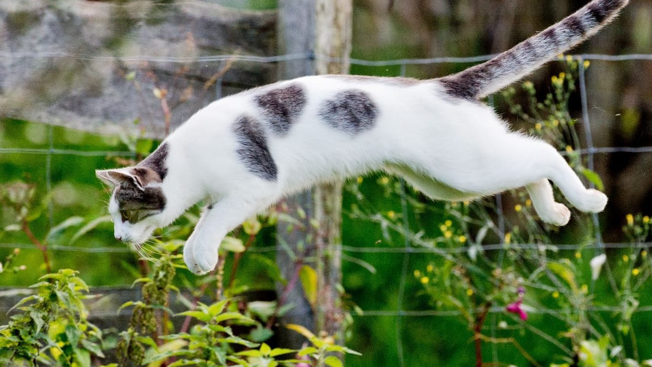 Katze im Garten