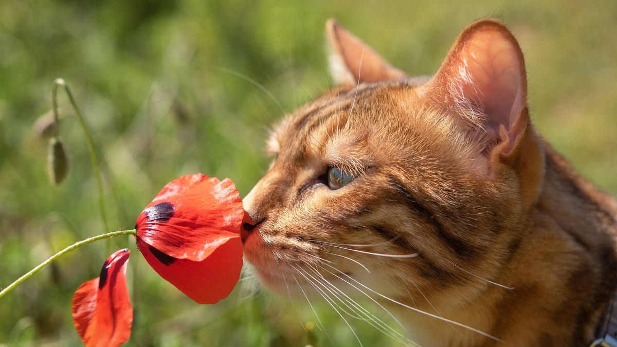 Mit Teebaumöl Katzen vertreiben So funktioniert's in Ihrem Garten