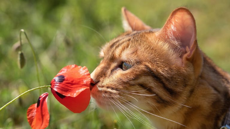 Mit Teebaumöl Katzen vertreiben: Das ätherische Öl sollte unbedingt nur als Duft verwendet werden.
