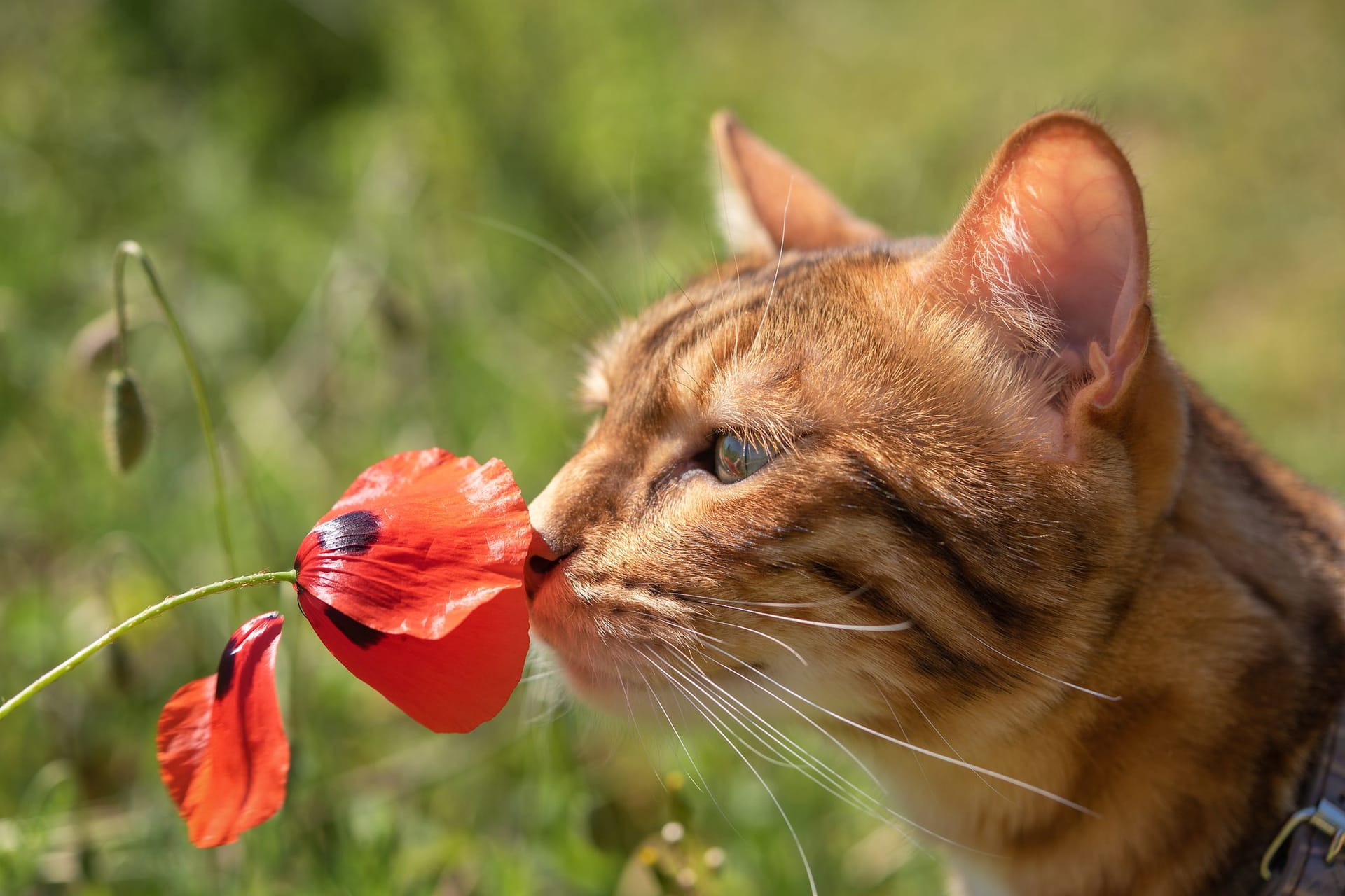 Mit Teebaumöl Katzen vertreiben: Das ätherische Öl sollte unbedingt nur als Duft verwendet werden.