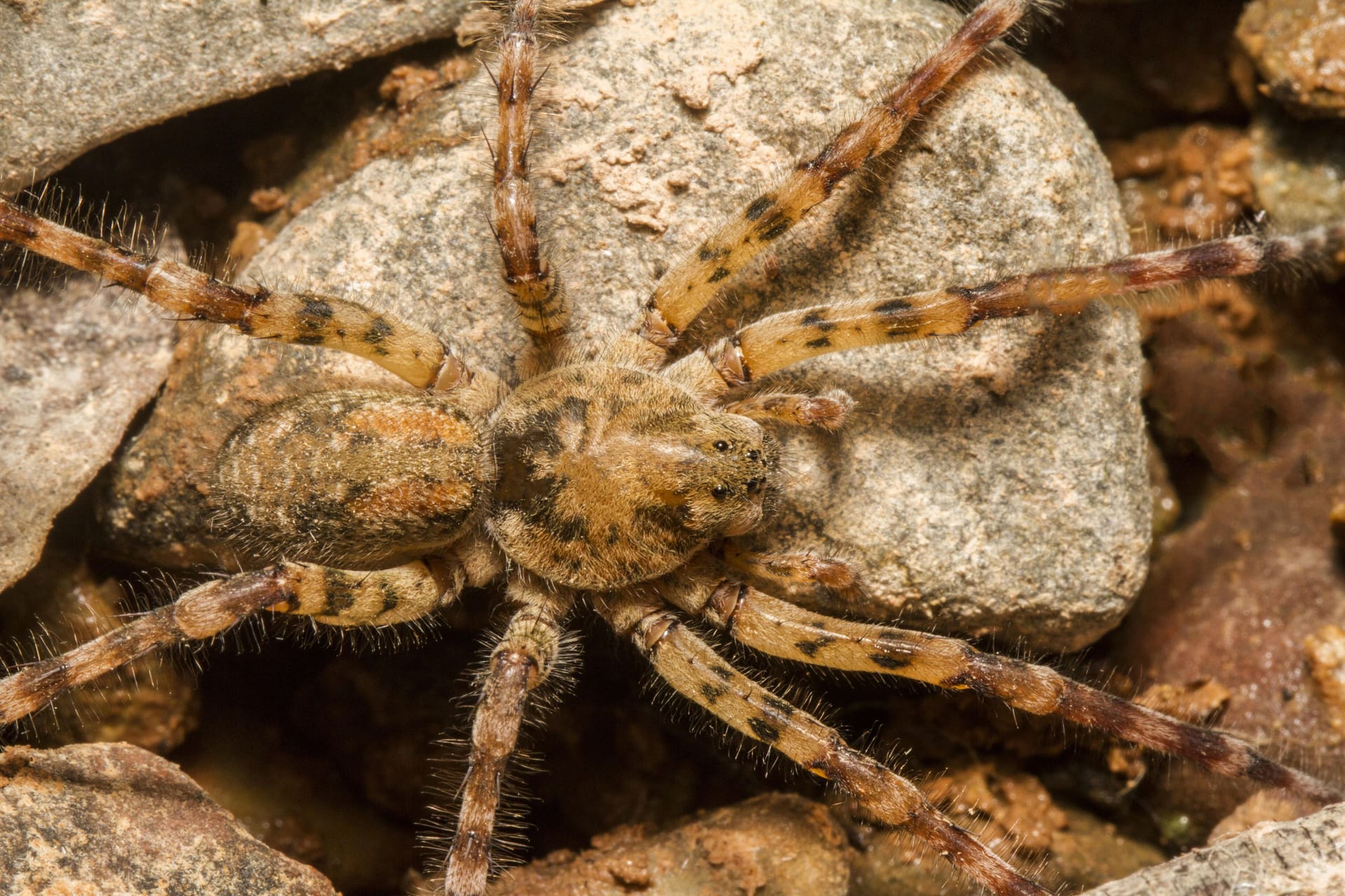 Springt ihre Beute an: Die Nosferatu-Spinne baut keine Netze.