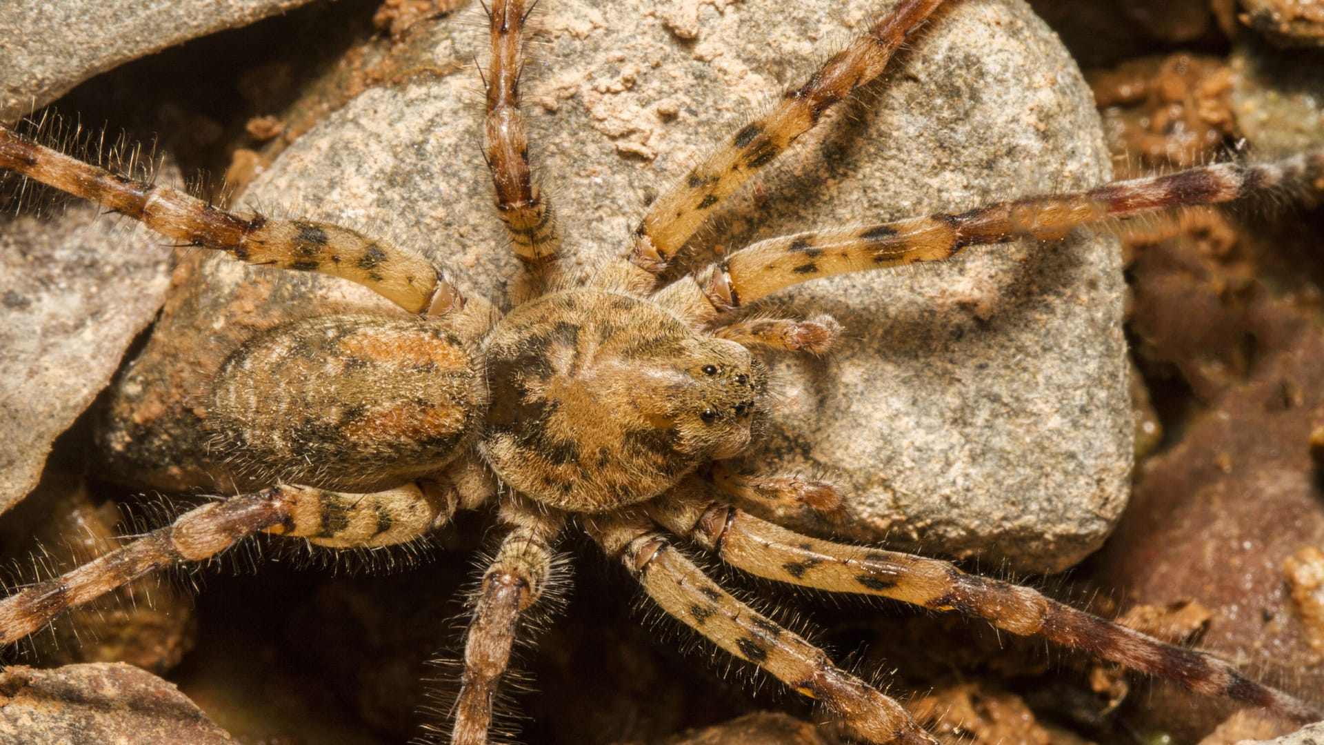 Springt ihre Beute an: Die Nosferatu-Spinne baut keine Netze.