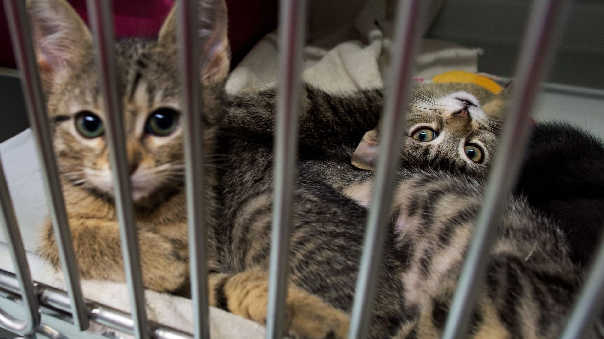 Katzenbabys im Tierheim