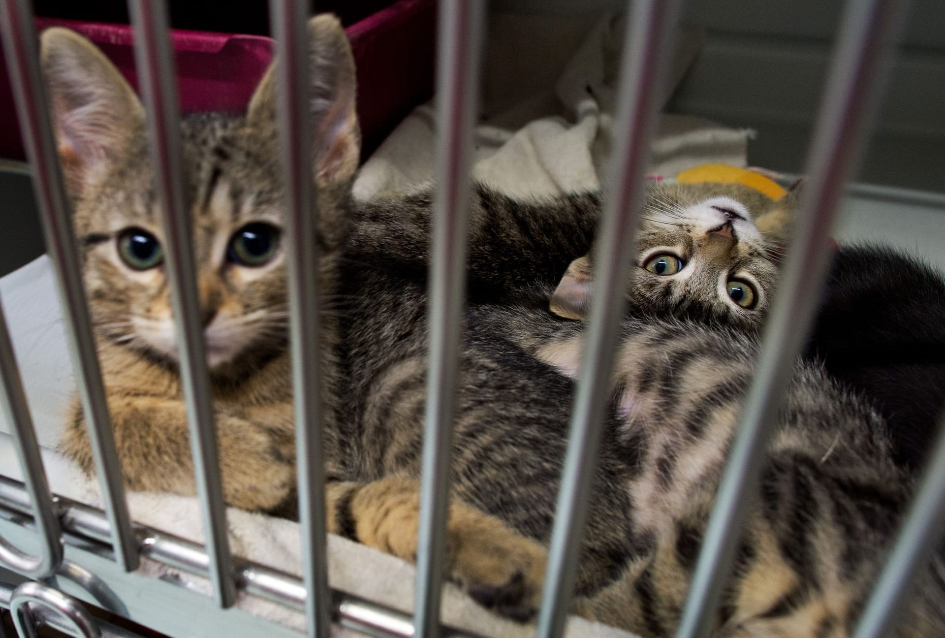 Katzenbabys im Tierheim