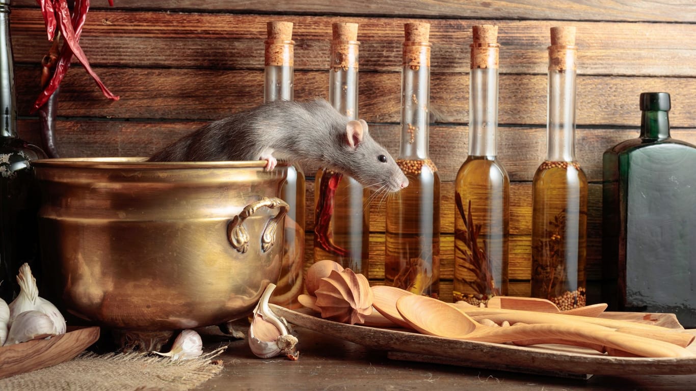 Terpentin gegen Ratten: Ätherische Öle sind eine tierfreundliche Möglichkeit zur Rattenbekämpfung.