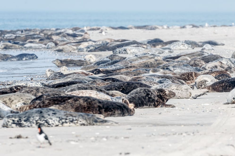 Kegelrobben liegen am Strand von Düne: Die kleine Insel neben Helgoland ist kaum bekannt.