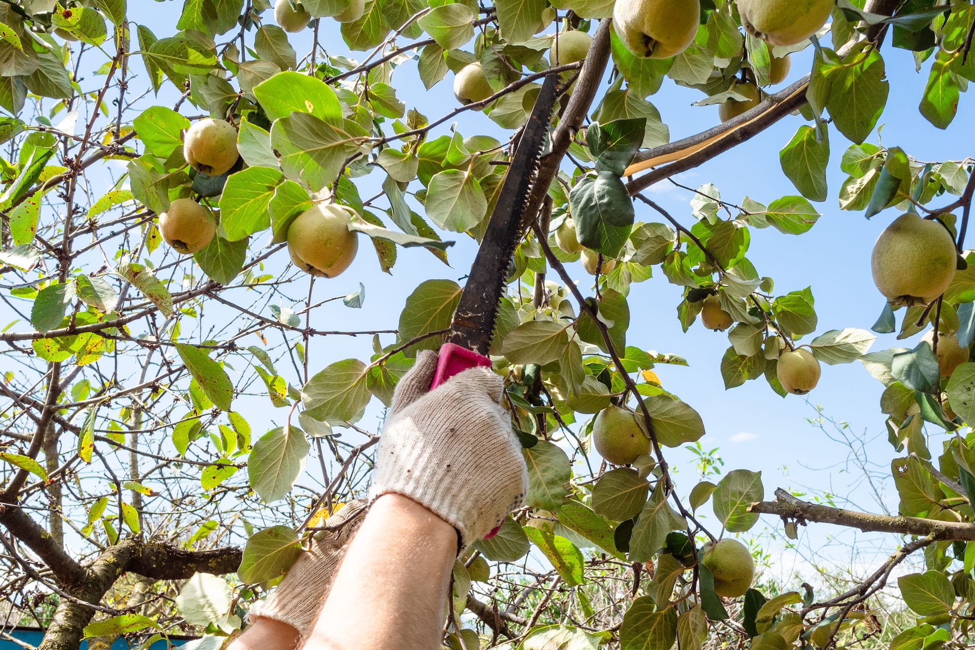 Quittenbäume schneiden: Die Obstbäume benötigen nur alle vier Jahre einen Schnitt.