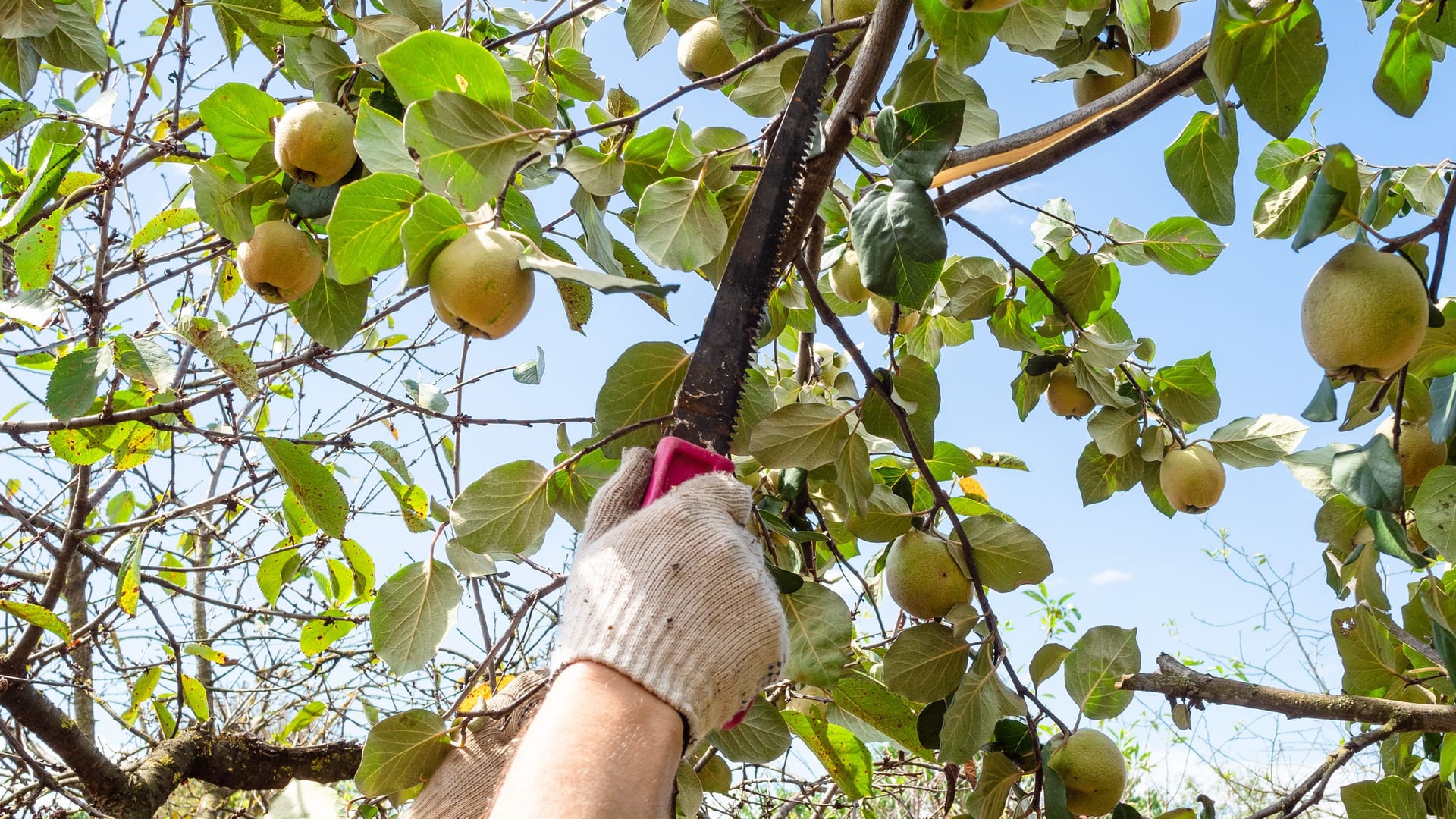 Quittenbäume schneiden: Die Obstbäume benötigen nur alle vier Jahre einen Schnitt.