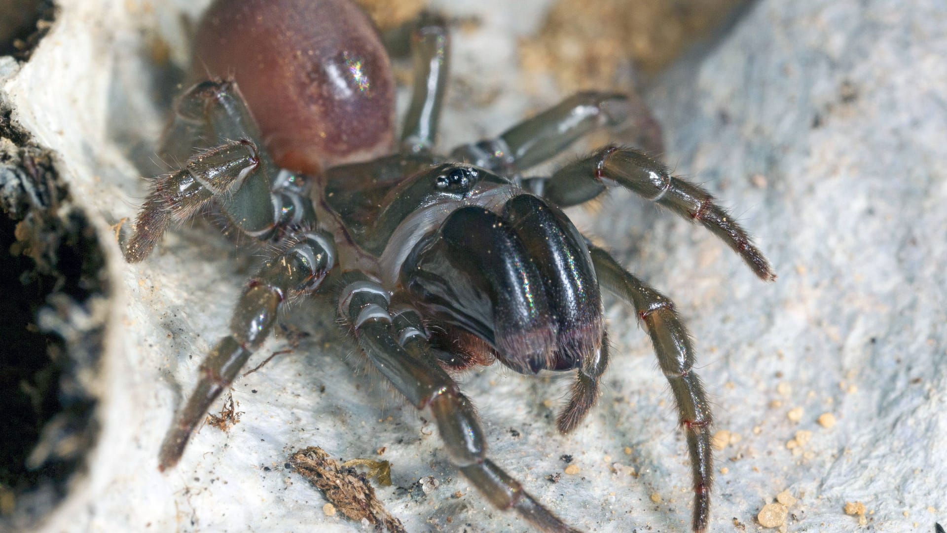 An Trockenheit gewöhnt: Die Gemeine Tapezierspinne bevorzugt sandige Waldböden.