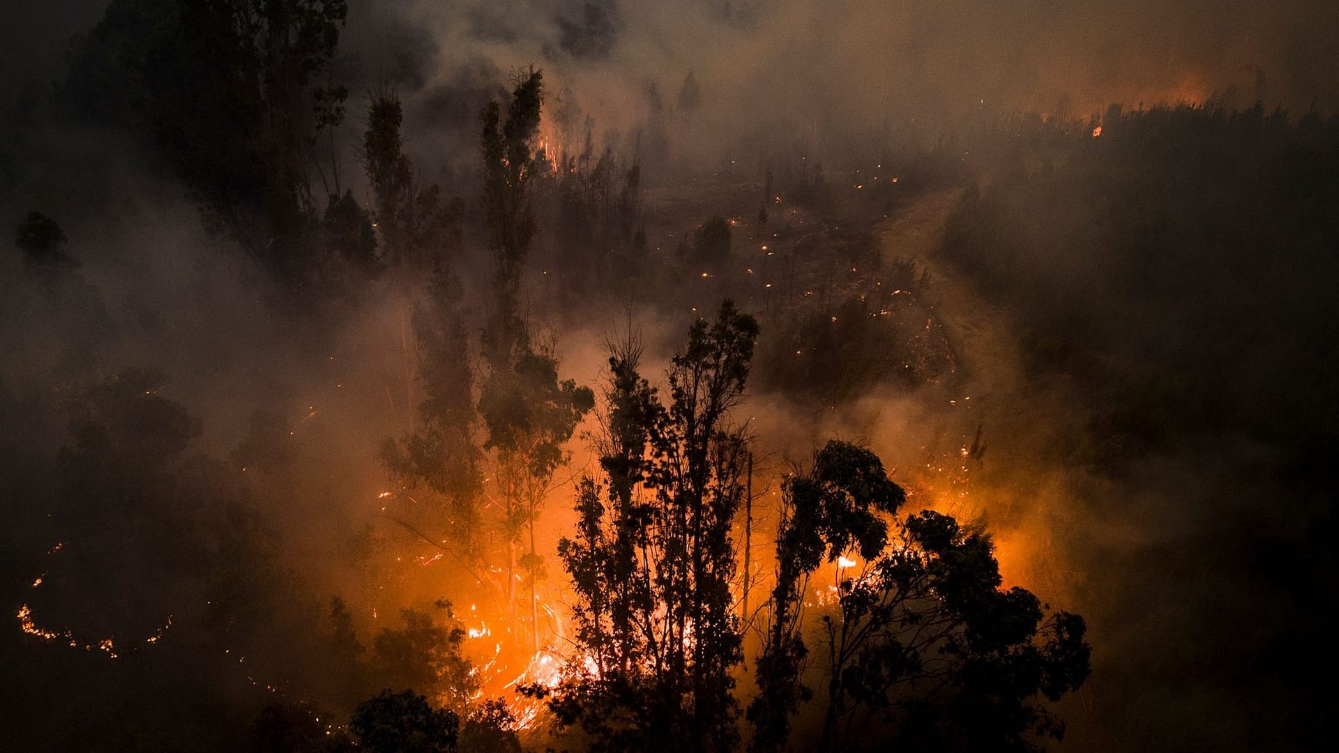 Waldbrände in Chile