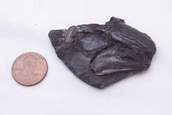 Der Schädel des Fisch-Fossils, verglichen mit einer Münze.