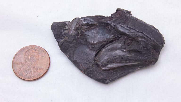 Der Schädel des Fisch-Fossils, verglichen mit einer Münze.