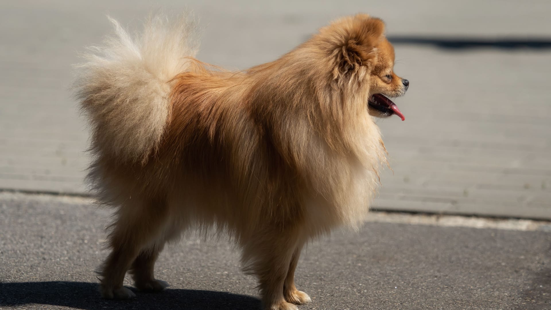 Ein Zwergspitz an einer Straße (Symbolbild): Der Hund war nicht angeleint.