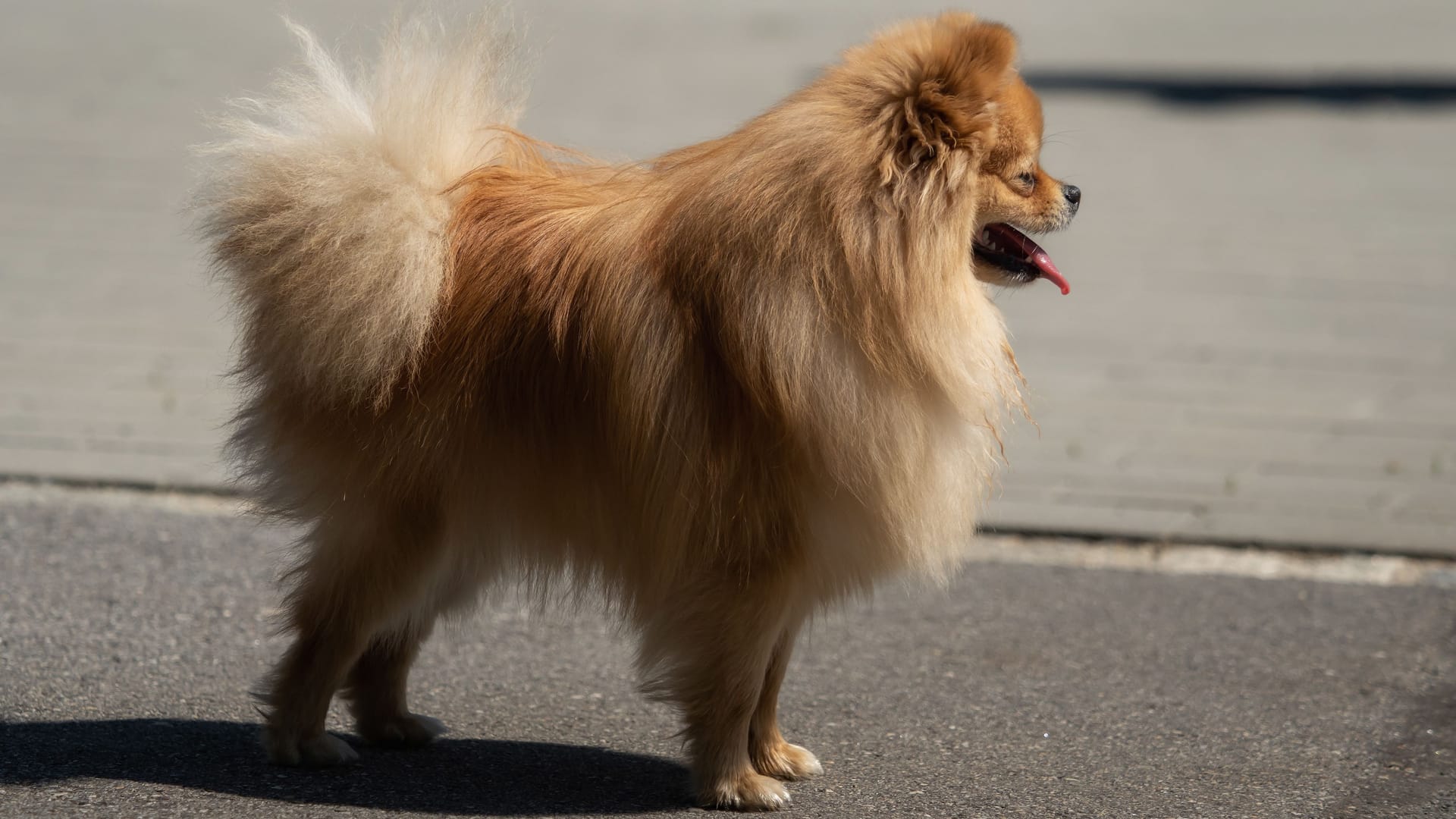 Ein Zwergspitz an einer Straße (Symbolbild): Der Hund war nicht angeleint. Ein Zwergspitz an einer Straße (Symbolbild): Der Hund war nicht angeleint.