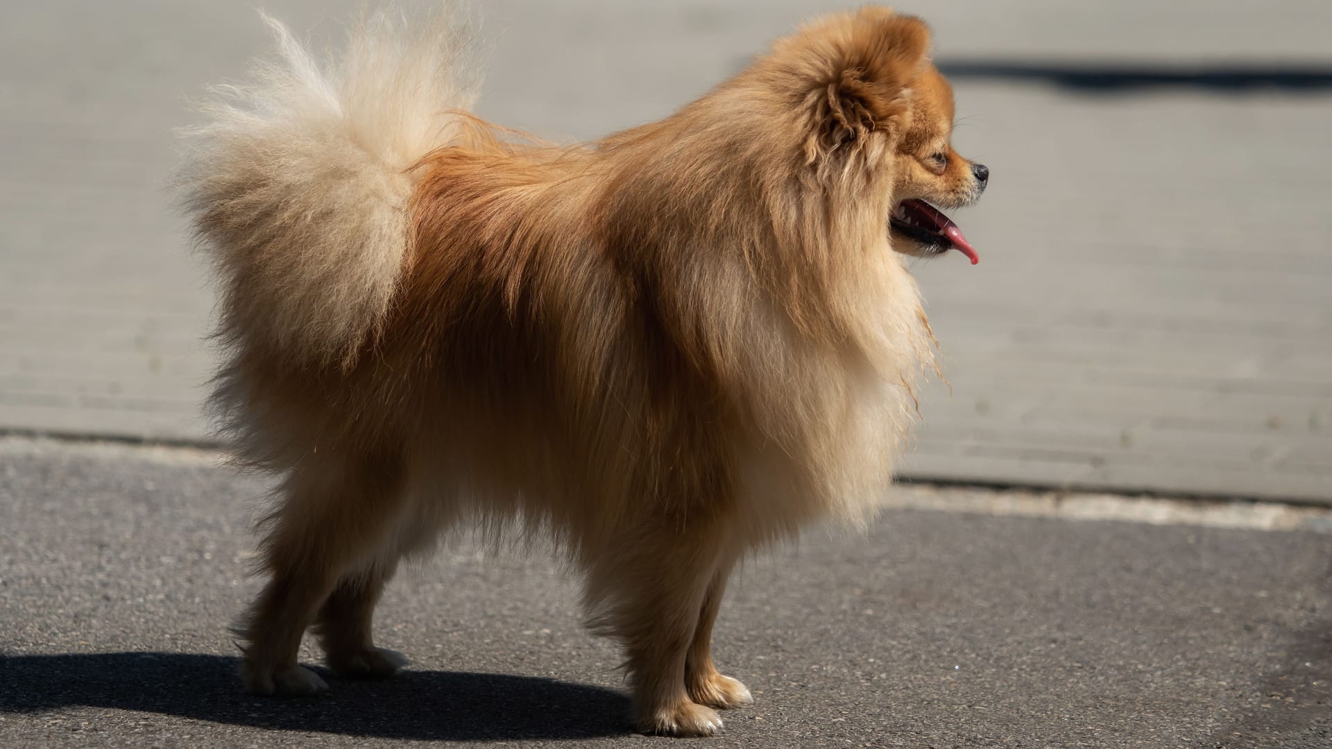 Ein Zwergspitz an einer Straße (Symbolbild): Der Hund war nicht angeleint. Ein Zwergspitz an einer Straße (Symbolbild): Der Hund war nicht angeleint.