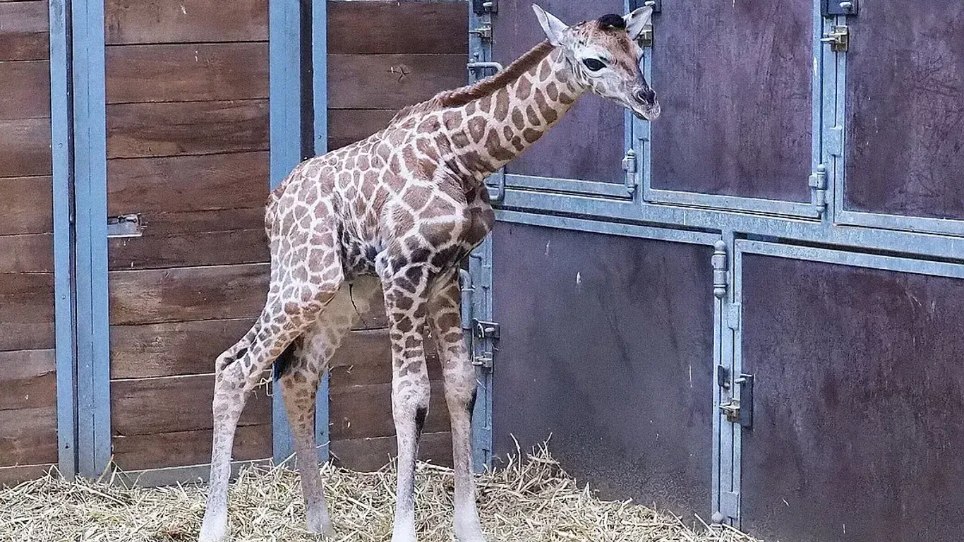 So sieht es aus: Das Giraffenbaby ist noch nicht für die Besucher des Zoos zu sehen.