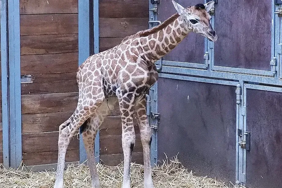 So sieht es aus: Das Giraffenbaby ist noch nicht für die Besucher des Zoos zu sehen.