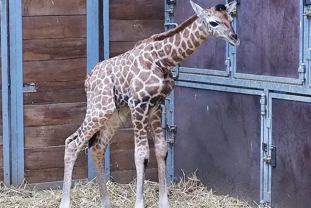 So sieht es aus: Das Giraffenbaby ist noch nicht für die Besucher des Zoos zu sehen.