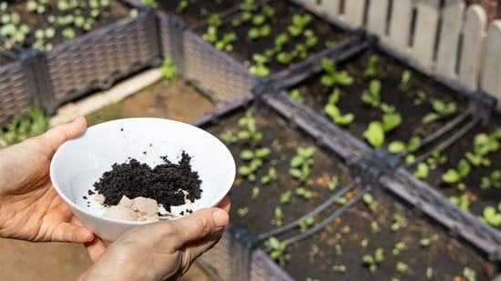 Hortensien mit Kaffeesatz So düngen Sie für wunderbare Blüten