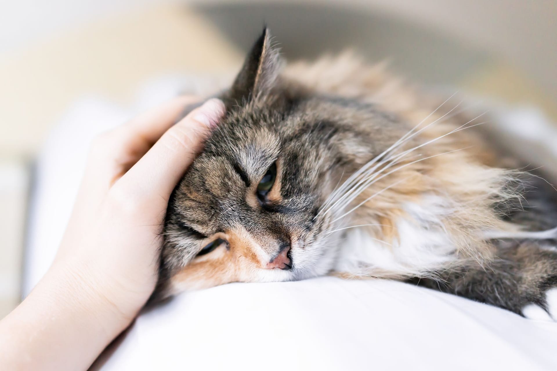 Ins Gesicht geschrieben: Veränderungen im Gesichtsausdruck einer Katze sind Anzeichen dafür, dass das Tier leidet.