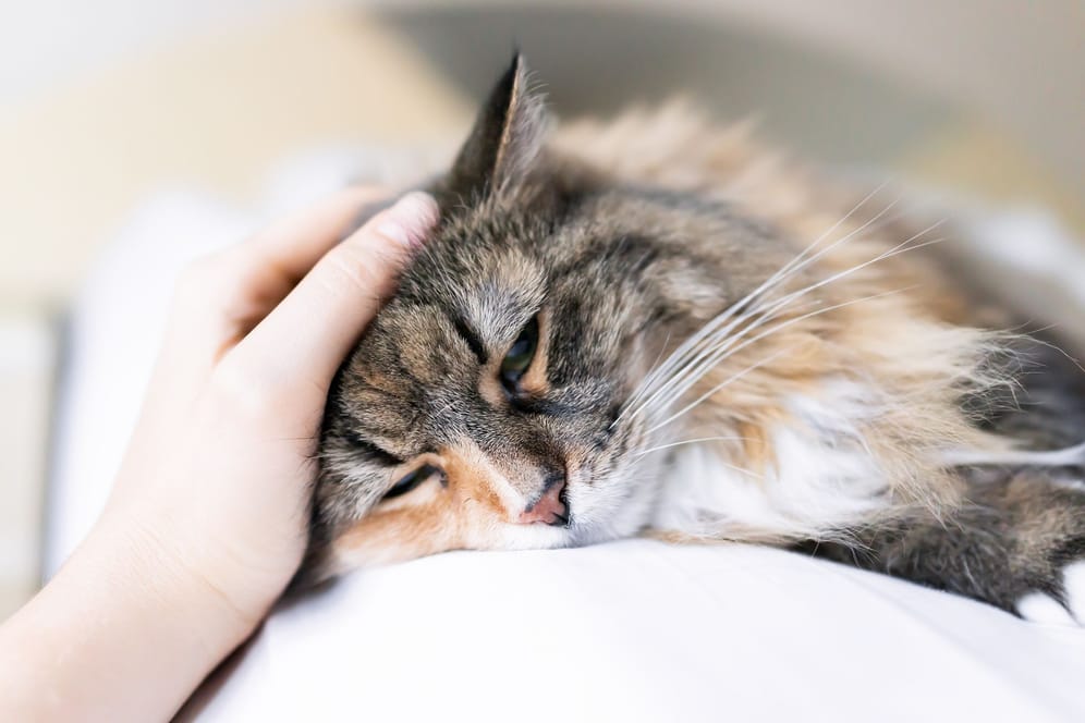 Ins Gesicht geschrieben: Veränderungen im Gesichtsausdruck einer Katze sind Anzeichen dafür, dass das Tier leidet.