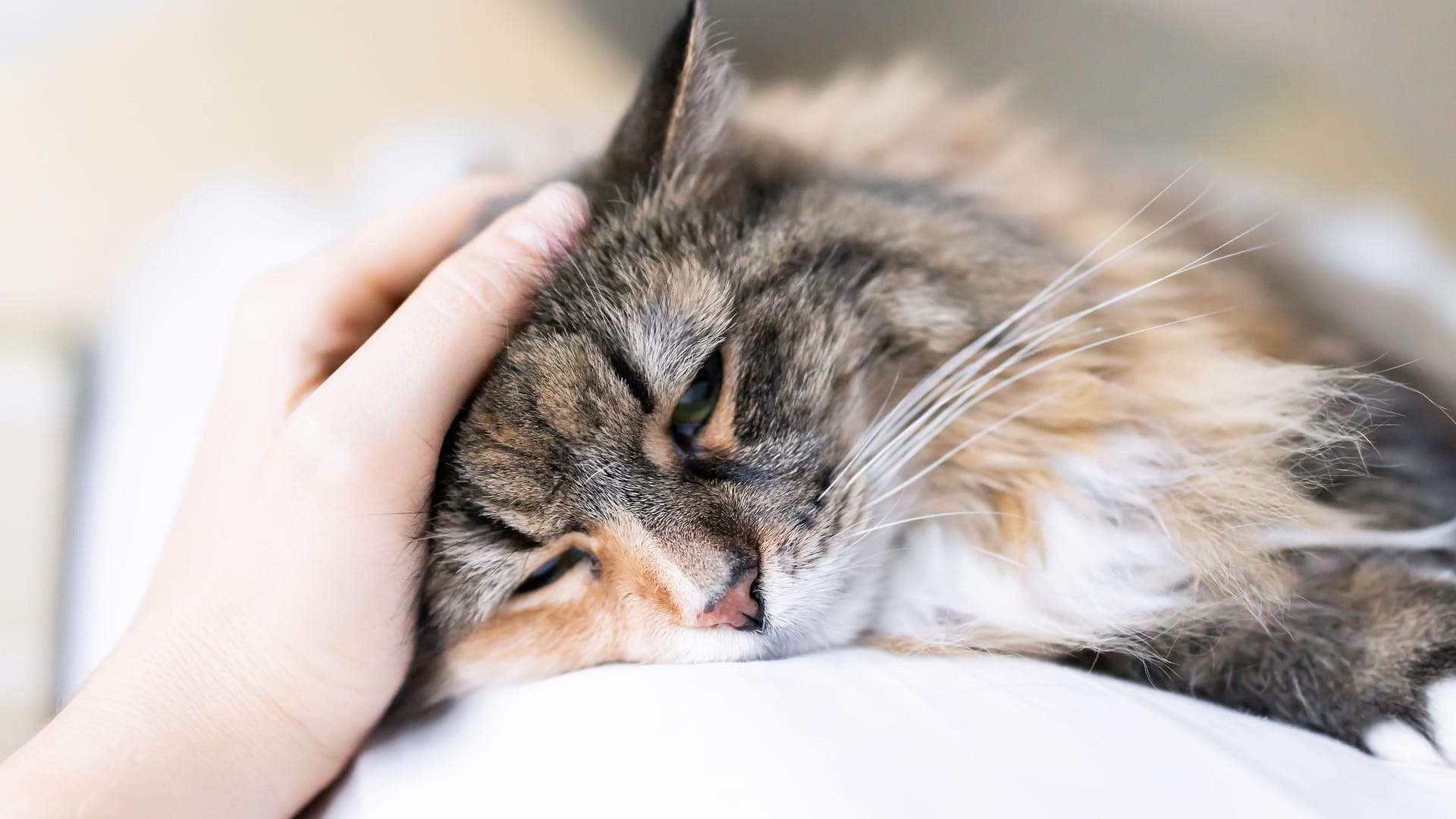 Ins Gesicht geschrieben: Veränderungen im Gesichtsausdruck einer Katze sind Anzeichen dafür, dass das Tier leidet.