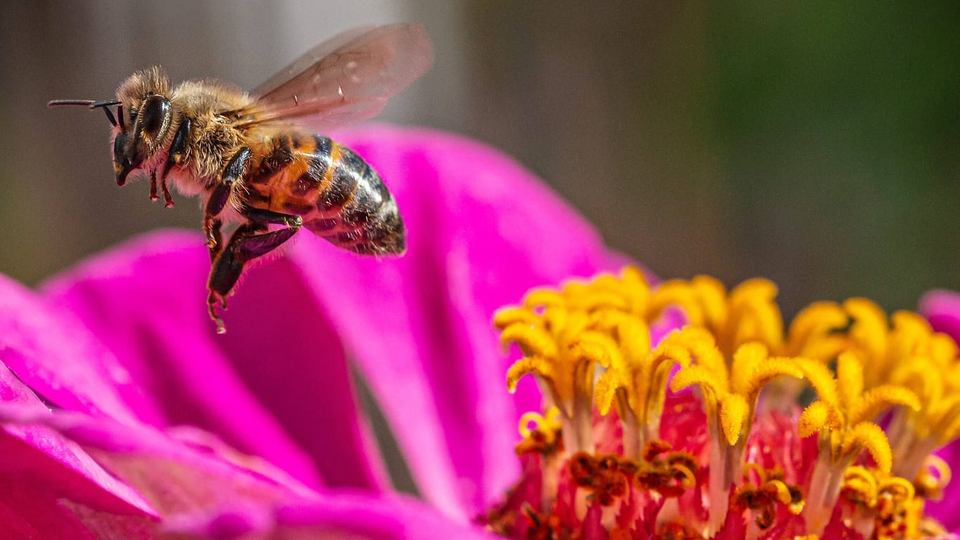 Eine Biene auf Nektarsuche (Symbolfoto): Experten haben für die Blühstreifen spezielle Saatmischungen entwickelt.