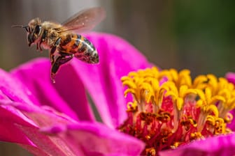 Eine Biene auf Nektarsuche (Symbolfoto): Experten haben für die Blühstreifen spezielle Saatmischungen entwickelt.
