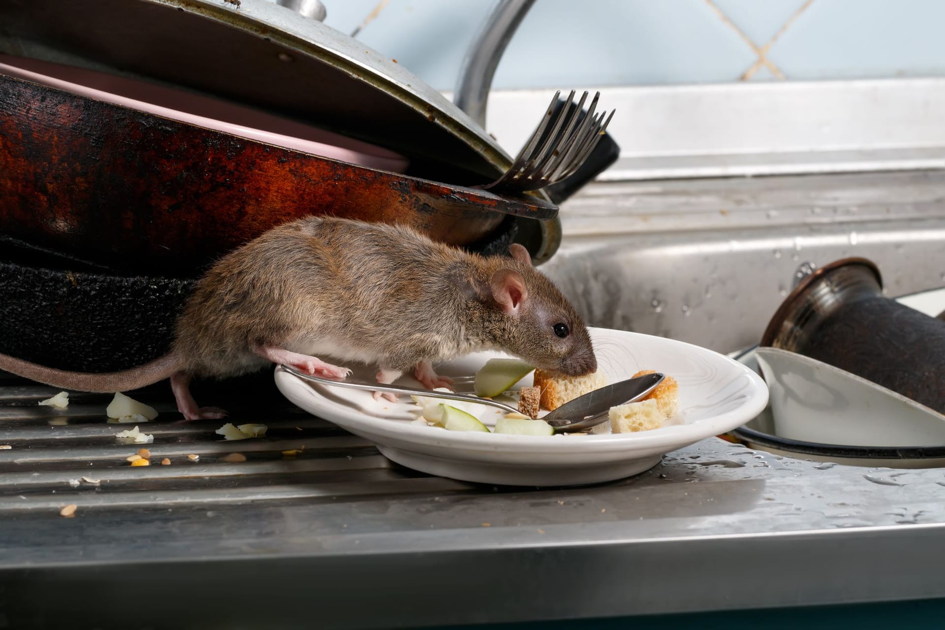 Nelkenöl gegen Ratten: Bei Verdacht auf einen Rattenbefall, sollten Sie keine Lebensmittel zugänglich liegen lassen.