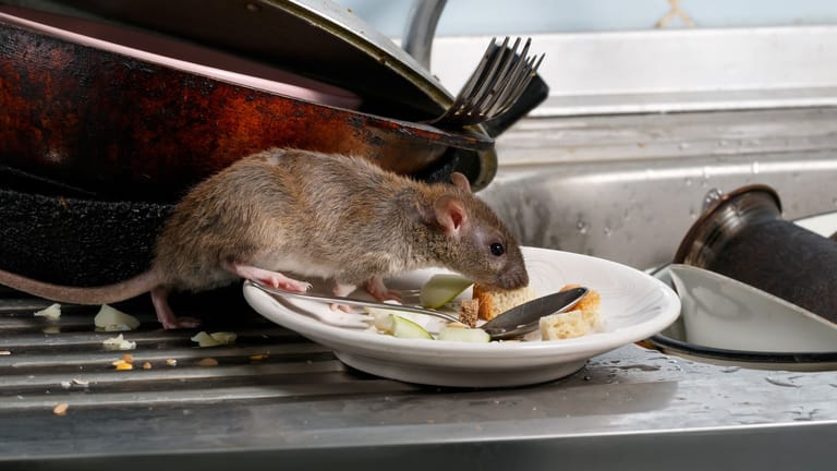 Nelkenöl gegen Ratten: Bei Verdacht auf einen Rattenbefall, sollten Sie keine Lebensmittel zugänglich liegen lassen.