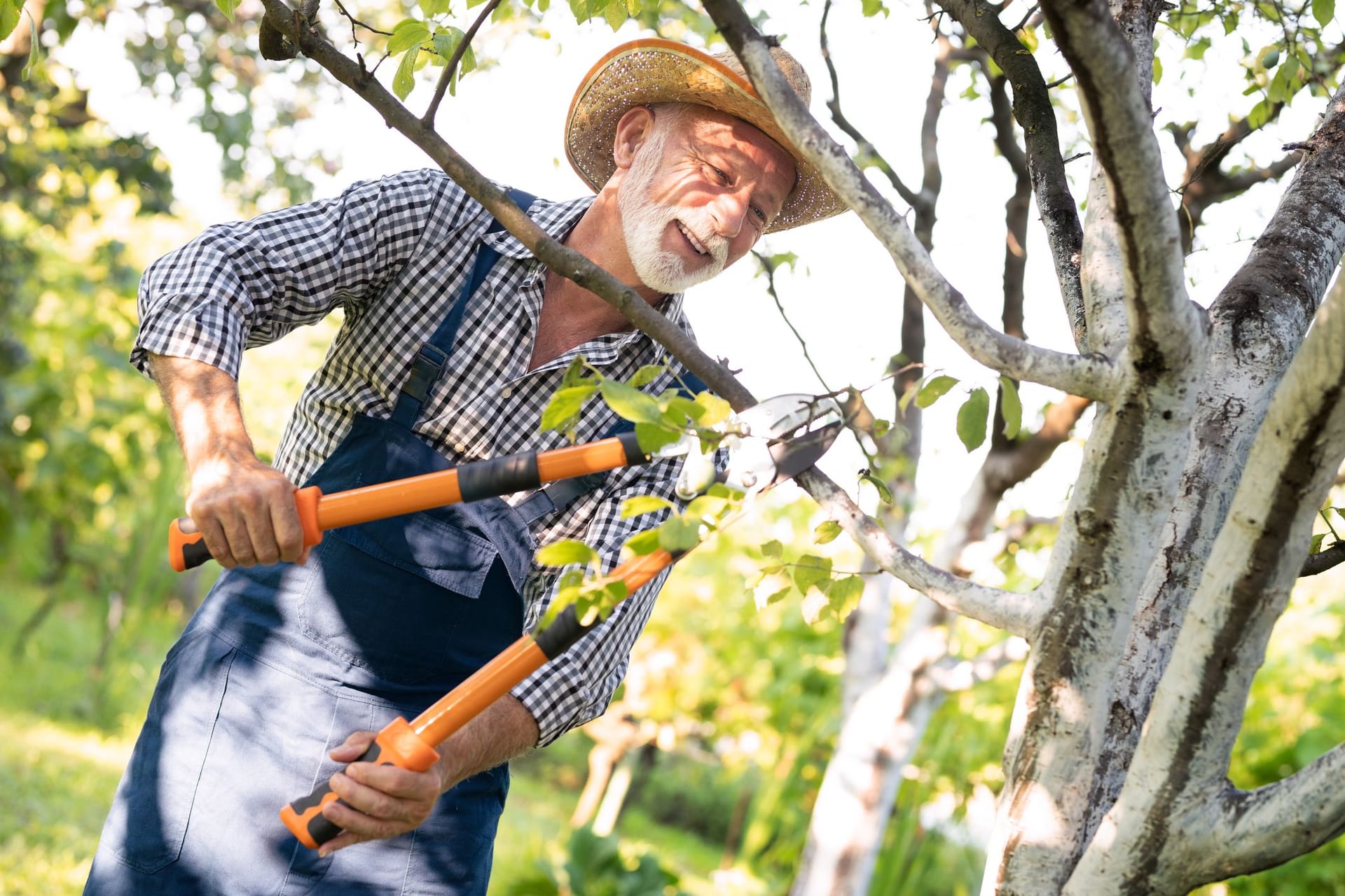 Obstbaum schneiden: Einige Zweige und Äste müssen auch bei Äpfelbäumen geschnitten werden.