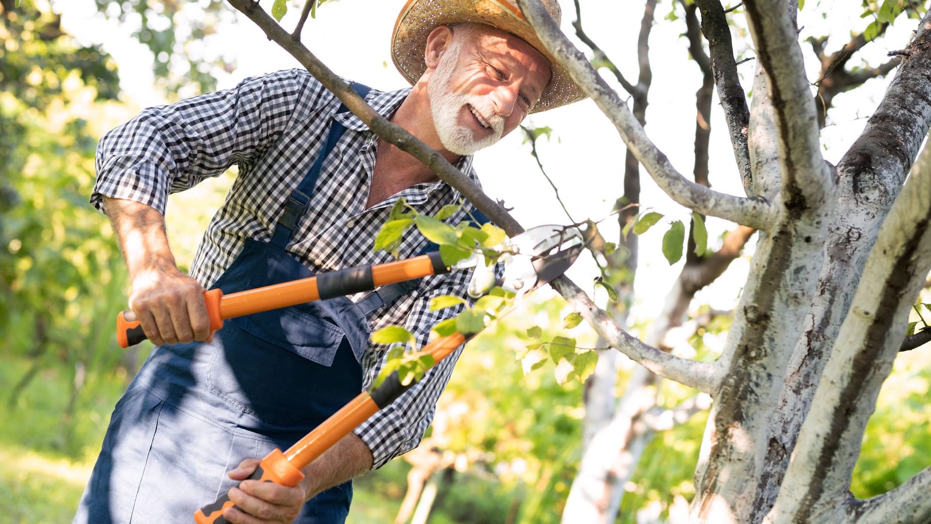 Obstbaum schneiden: Einige Zweige und Äste müssen auch bei Äpfelbäumen geschnitten werden.