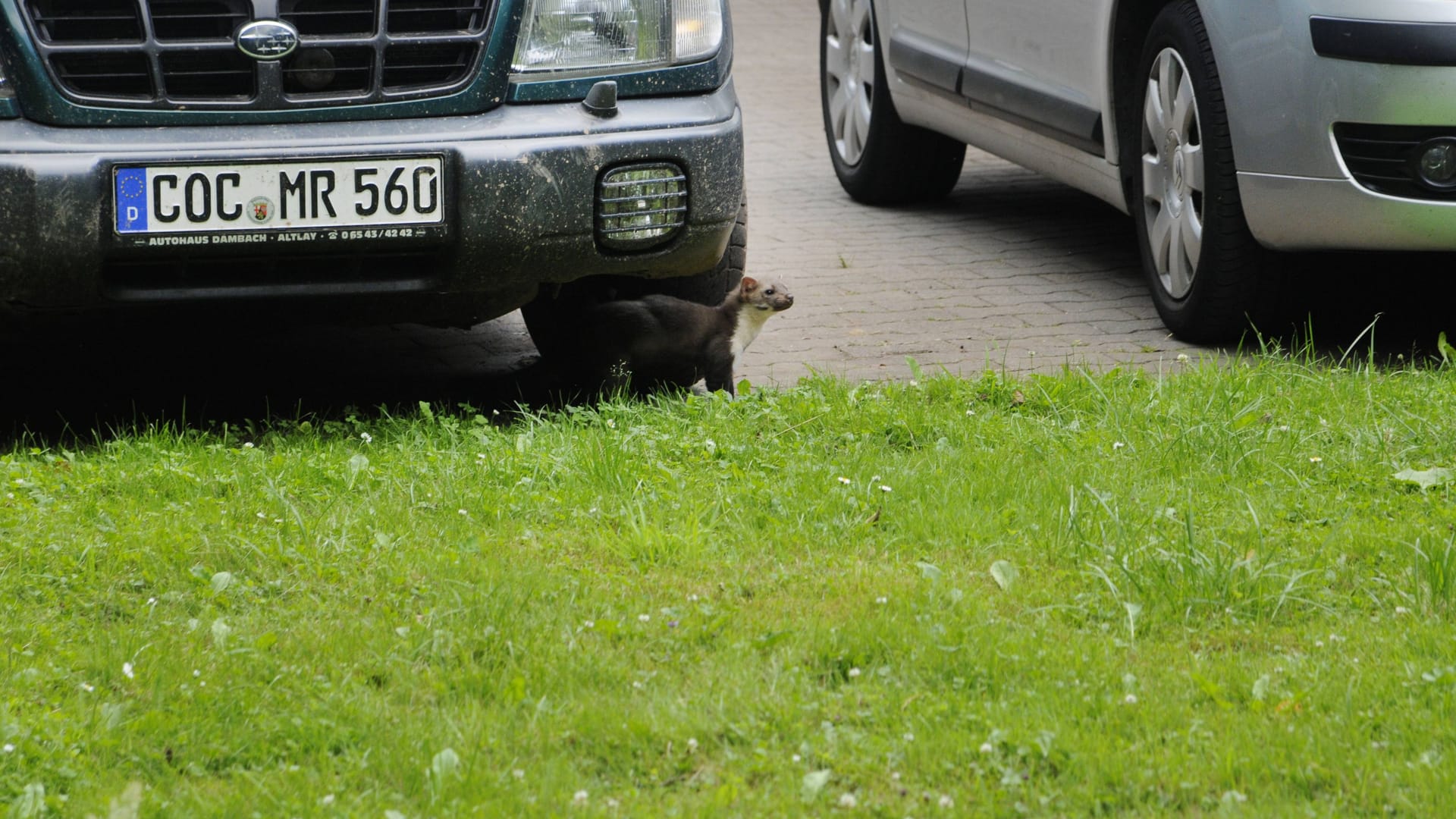 Marder im Auto: Auf Futtersuche verweilt er ca. eine Stunde in Ihrem Fahrzeug.