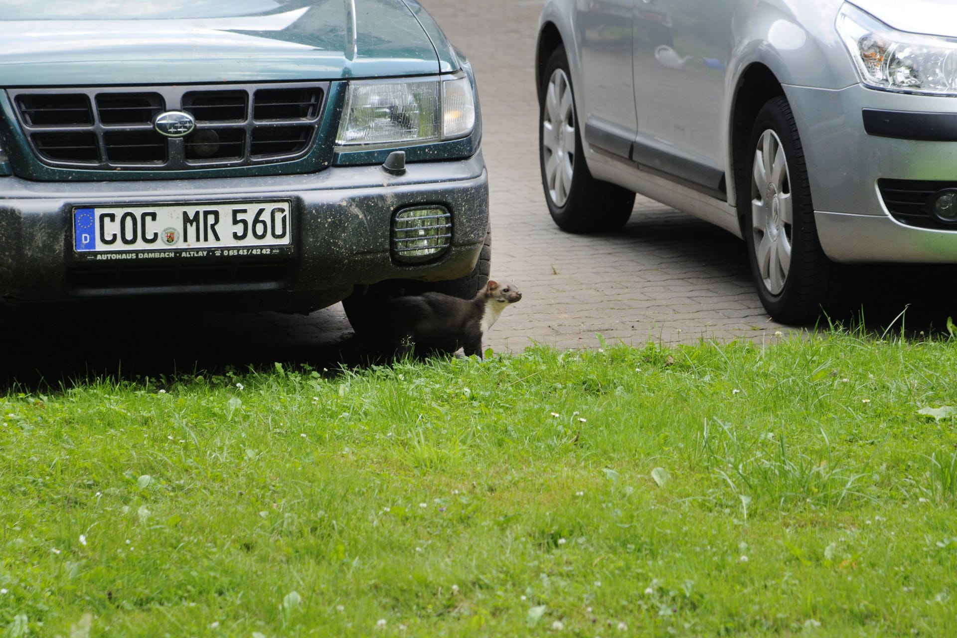 Marder im Auto: Auf Futtersuche verweilt er ca. eine Stunde in Ihrem Fahrzeug.