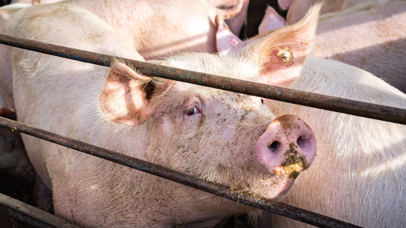 Schweine auf einer Verladerampe (Symbolbild): Auf einem Bauernhof nahe Osnabrück sind Hunderte Schweine vernachlässigt worden.