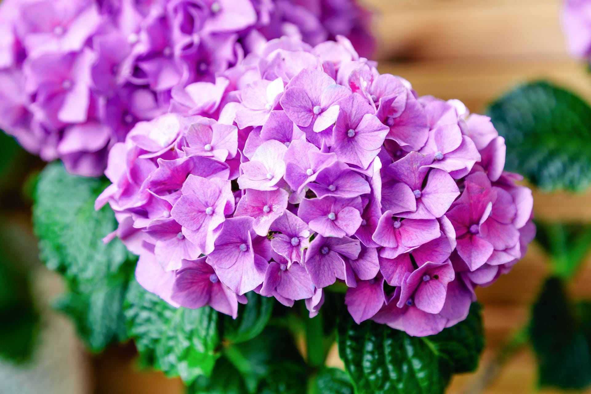 Hortensie: Damit die Blüte schön und üppig ist, sollte die Hortensie an einem bestimmten Platz stehen.