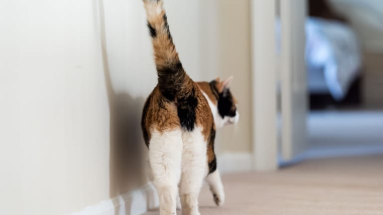 Seltsames Verhalten: Warum zeigen uns Katzen beim Streicheln so gerne ihr Hinterteil?